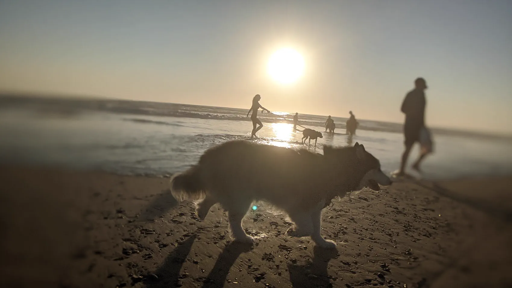 Dog beach at golden hour