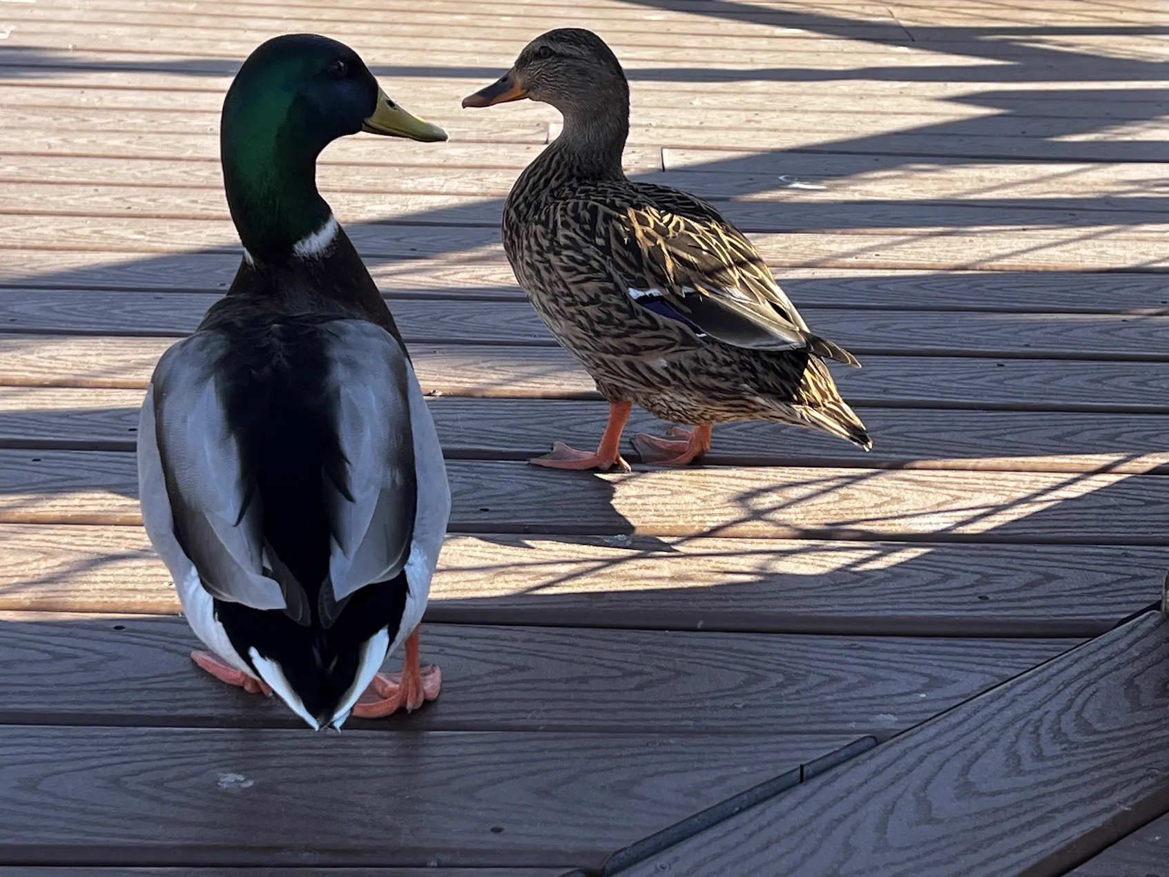 Two ducks on a deck