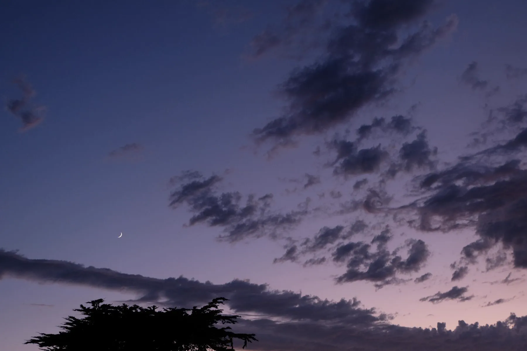 Crescent moon over a cypress